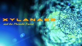 Xylanase and the phenolic factor [upl. by Noiram652]