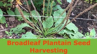 Broadleaf Plantain Seed Harvesting Plantago major [upl. by Oiramej]