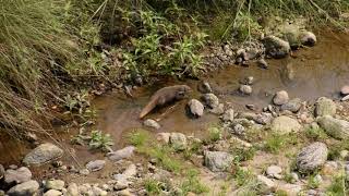 Crab Eating Mongoose [upl. by Hodgkinson]