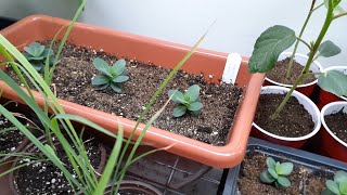 Growing Lisianthus in a SHALLOW pot [upl. by Daegal]