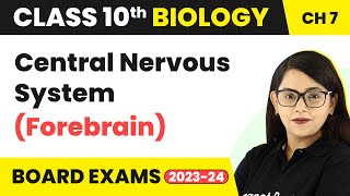 Central Nervous System Forebrain  Control and Coordination  Class 10 Biology [upl. by Taggart]