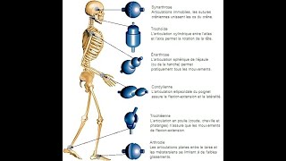 L’ARTHROLOGIE  l étude du système articulaire [upl. by Barber154]