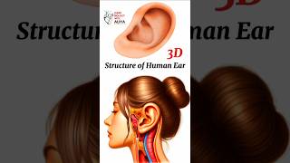 structure of human ear  animation 3d short  learn Biology with Aliya [upl. by Kassab]