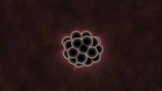 What Can Embryos Tell Us About Evolution [upl. by Pope]