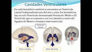 Cavidades Ventriculares del cerebro [upl. by Iover186]