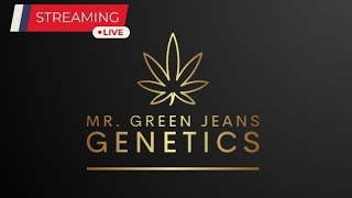 Lemon Space Fuel Toke  Review w Mr Green Jeans Genetics [upl. by Layton]