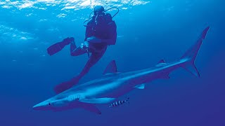 Would You Go Swimming With Sharks  Shark Divers  Real Wild [upl. by Lemcke300]