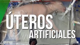 Úteros artificiales ¿el futuro para los bebés prematuros [upl. by Silvana]