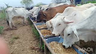 Dia de campo e rotina na alimentação do gado e produção de silagem com BRS capiçu [upl. by Judon89]