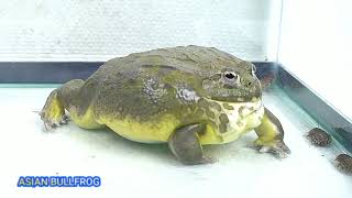 African Bullfrog Eats Dubia Roaches Warning Live Feeding [upl. by Esdnil]