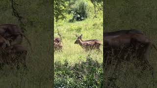 Waterbuck spotted in the wild safari [upl. by Werdna]