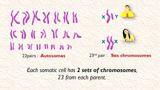 Haploid vs Diploid cells [upl. by Nylrats389]