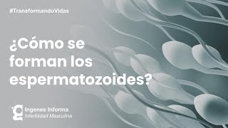 ¿Cómo se producen los espermatozoides  Ingenes [upl. by Neirad]