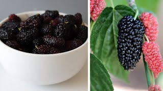 All About Mulberries How to Eat Them and Taste Test [upl. by Aenat830]