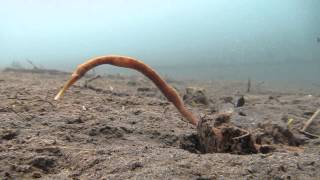 Bentstick Pipefish [upl. by Trebliw]