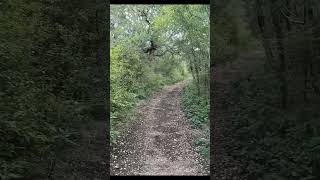 Wildcat Trail at Government Canyon SNA shorts nature hiking trails optoutside [upl. by Nyl]