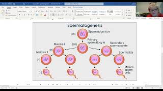 Day 10 July 23 Spermatogenesis [upl. by Hiram525]