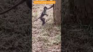 Phayre’s leaf monkey 🐵🐒youtubeshorts ytshorts monkey junglesafari bhannerughatta funnyvideo [upl. by Demaggio]