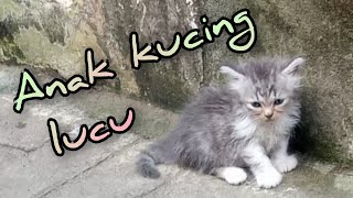 anak kucing persia lucu  si moci part 1 [upl. by Hacceber]