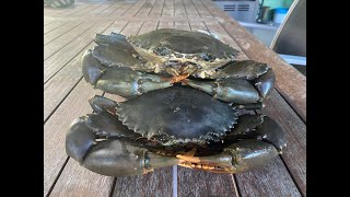 Chasing Muddies with my son and his girl The NQ way [upl. by Hyland596]