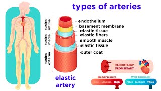 The Circulatory System Part 2 Blood Vessels [upl. by Cleodal]