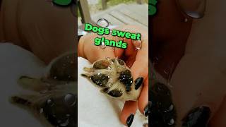 Dogs Sweat Glands [upl. by Edgar]