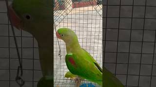 Me tota me tota mittu bbu 🥰 parrotsinging talkingparrot birds mitthu shorts subscribe [upl. by Susie]