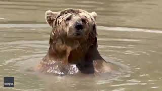 Bathing Bear Enjoys Splash in Pond [upl. by Remde]