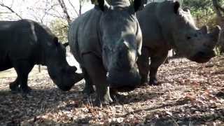 A SAVE THE RHINO SONG Chipembere Rhino Song [upl. by Livi]