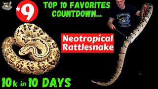 Neotropical Rattlesnakes Natures Most Beautiful Killers [upl. by Nirat]