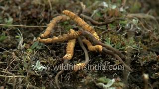 Magical caterpillar fungus from the Himalaya  Cordyceps sinensis [upl. by Naihs560]