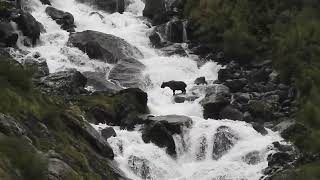 Mishmi Takin jumping across raging stream [upl. by Gass]