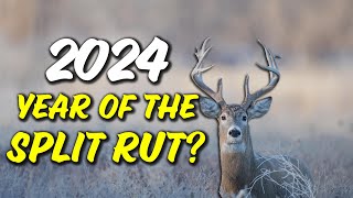 Will the whitetail rut be split in 2024 [upl. by Eerb613]