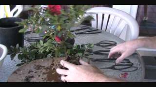 How To Create an Azalea Bonsai From a Nursery Plant [upl. by Stefa]