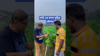 লাউ এর ফলন বৃদ্ধির কৌশল। [upl. by Dnivra]