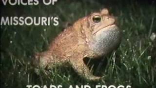 Voices of Missouris Toads and Frogs 1985 [upl. by Eniad]