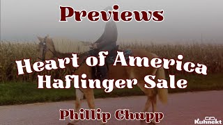 Previews for the Heart of America Haflinger Sale amp Podcast with Phillip Chupp Sale Manager [upl. by Carper]