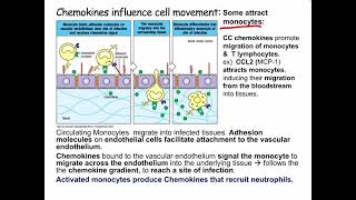 Lecture 7 Cytokines and Chemokines [upl. by Trinl]