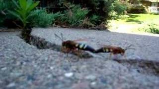 cicada killer wasps 2 [upl. by Hume]