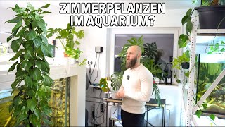 Zimmerpflanzen ohne Erde im Aquarium kultivieren  Hauspflanzen für Aquaponik amp Hydrokultur [upl. by Adaner]