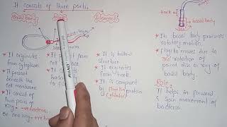 Structure Of Bacterial Flagellum Class 11 In Urdu Hindi [upl. by Barina]