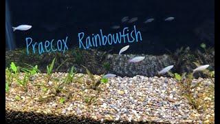 Adding Rainbow Fish to Planted Tank [upl. by Irah]