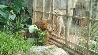 White Tiger meets Lion Nanning Zoo Guangxi China [upl. by Gnouhp]