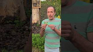 Chickweed stellaria media foraging permaculture herbs gardening nativeplants adventure [upl. by Lyram149]