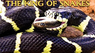 King snake eats Patchnosed snake in Arizona Insane footage [upl. by Tory]