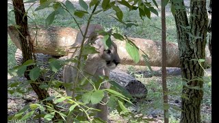 Homosassa Springs Wildlife State Park [upl. by Schreibman]