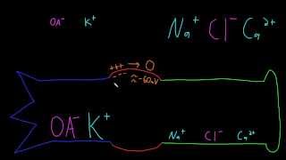 Neuron resting potential description [upl. by Aret]