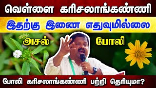 வெள்ளை கரிசலாங்கண்ணிக்கு இணை வேறில்லை Dr Sivaraman speech in Tamil  Karisalankanni benefits [upl. by Boonie]