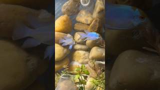 Ram cichlids breeding pair 😍🥰 viralvideo shorts [upl. by Ahsekram]