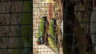 Gouldamadinen birds birdspecies birdslover finches gouldianfinch [upl. by Savina]